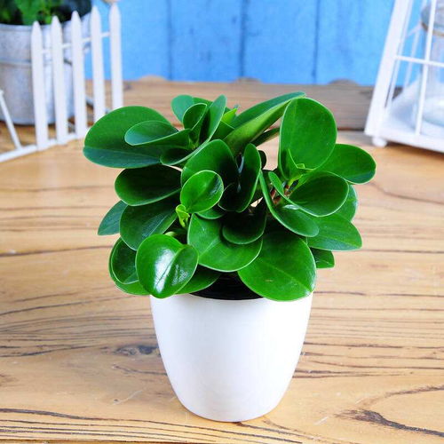 深圳盆景批發(fā)與園林綠化工程施工 打造自然生活空間