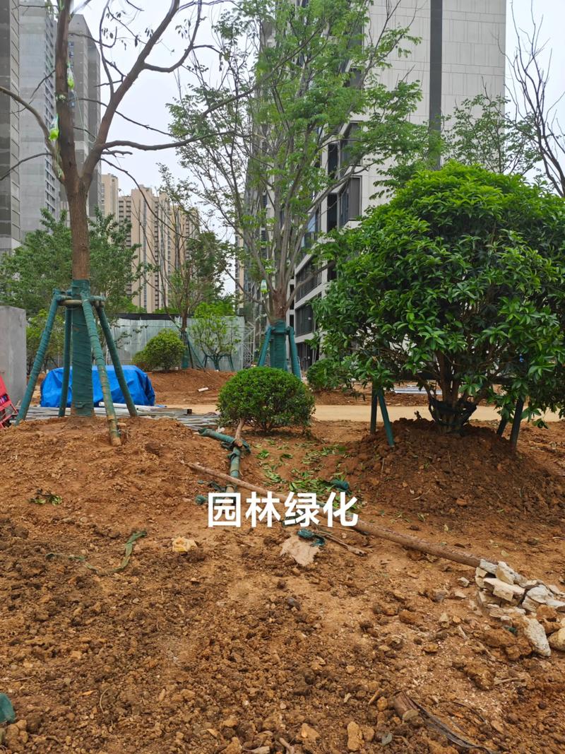 光谷中央公園園林綠化工程全面啟動(dòng)，打造城市生態(tài)新地標(biāo)